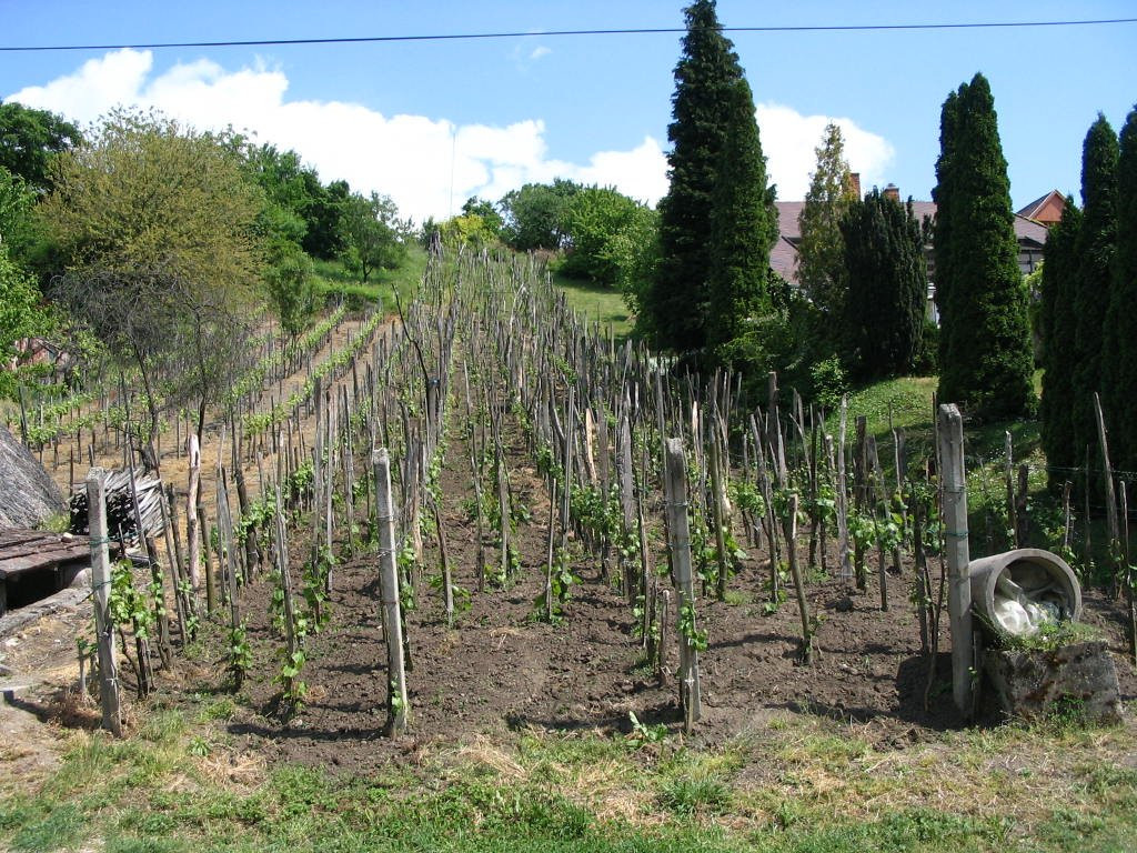 Сиглигет, Балатон озеро, Венгрия, фото № 69882 – фотографии Венгрии