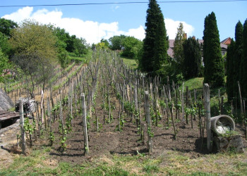 Сиглигет, Балатон озеро, Венгрия, фото № 69882 – фотографии Венгрии