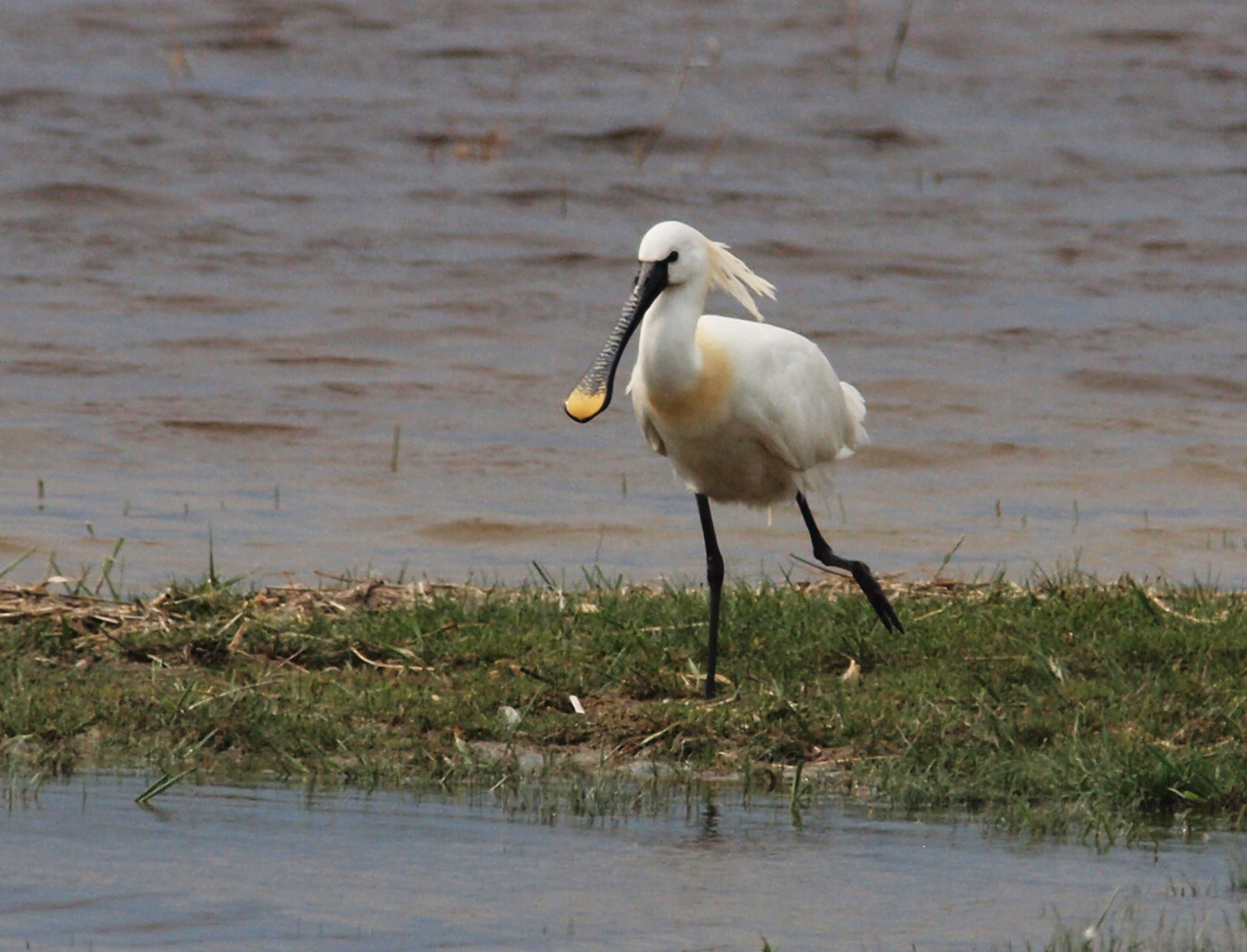 Что за птичка? – фотографии Австрии