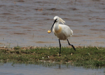 Что за птичка? – фотографии Австрии