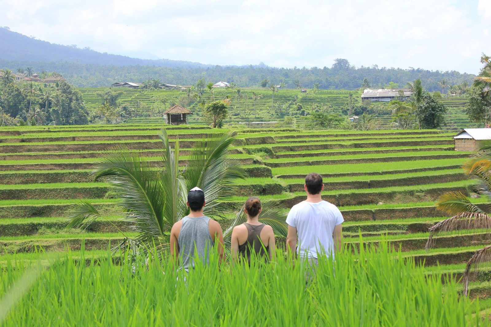 Рисовые террасы Jatiluwih, Бали. Фото 6 – фотографии Индонезии
