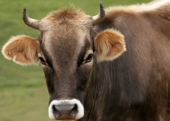 Корова, Киргизия – фотографии Киргизии