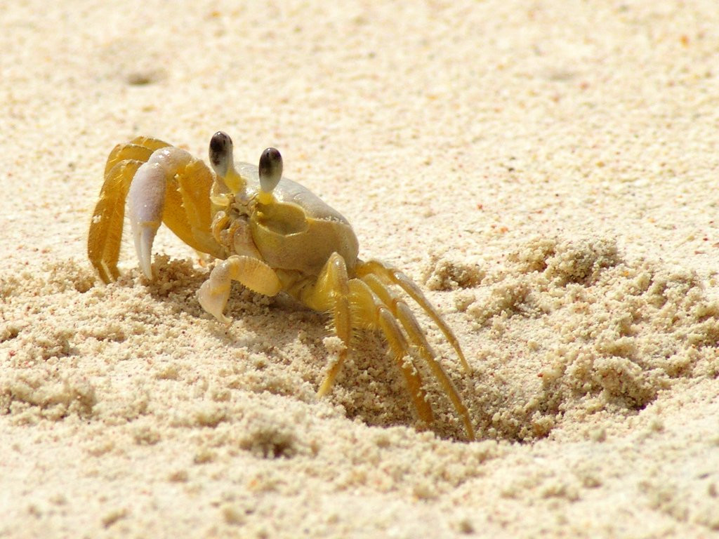 Dover Beach, South Coast, Barbados – фотографии Барбадоса