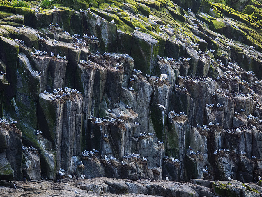 Командорские жители. Фото 3 – фотографии России