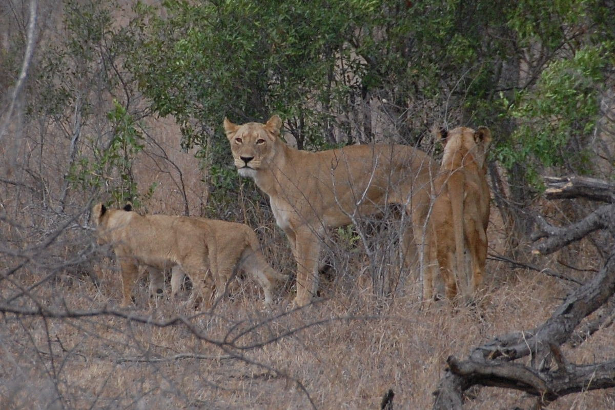 Kruger_lions – фотографии ЮАР