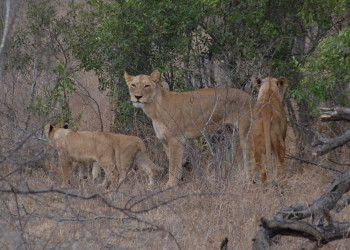 Kruger_lions – фотографии ЮАР