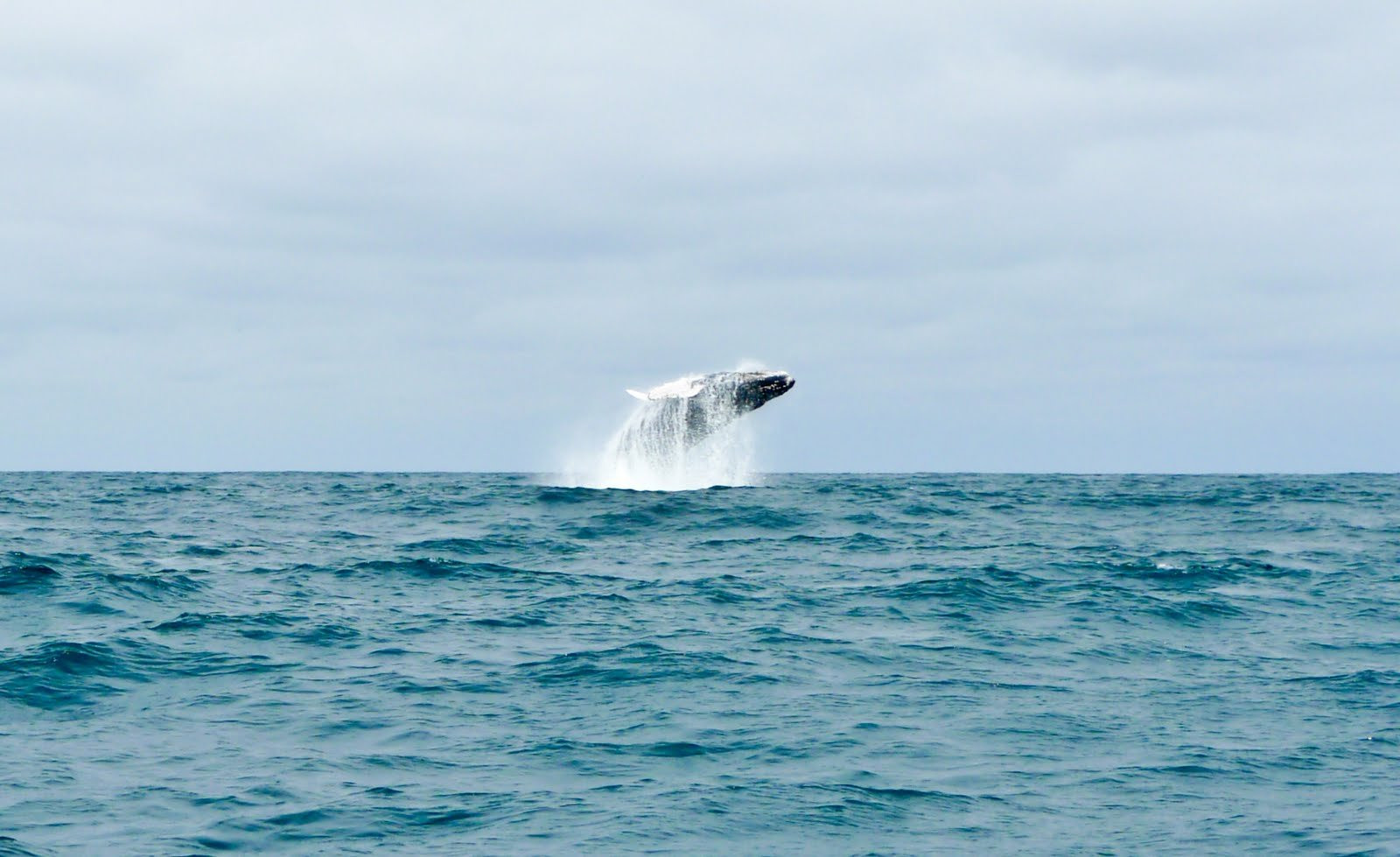 Галапагосские острова, Эквадор, фото № 68233 – фотографии Эквадора