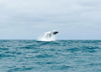 Галапагосские острова, Эквадор, фото № 68233 – фотографии Эквадора