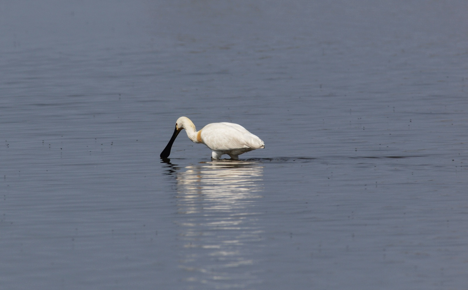 Национальный парк Нойзидлерзе-Зевинкель – фотографии Австрии