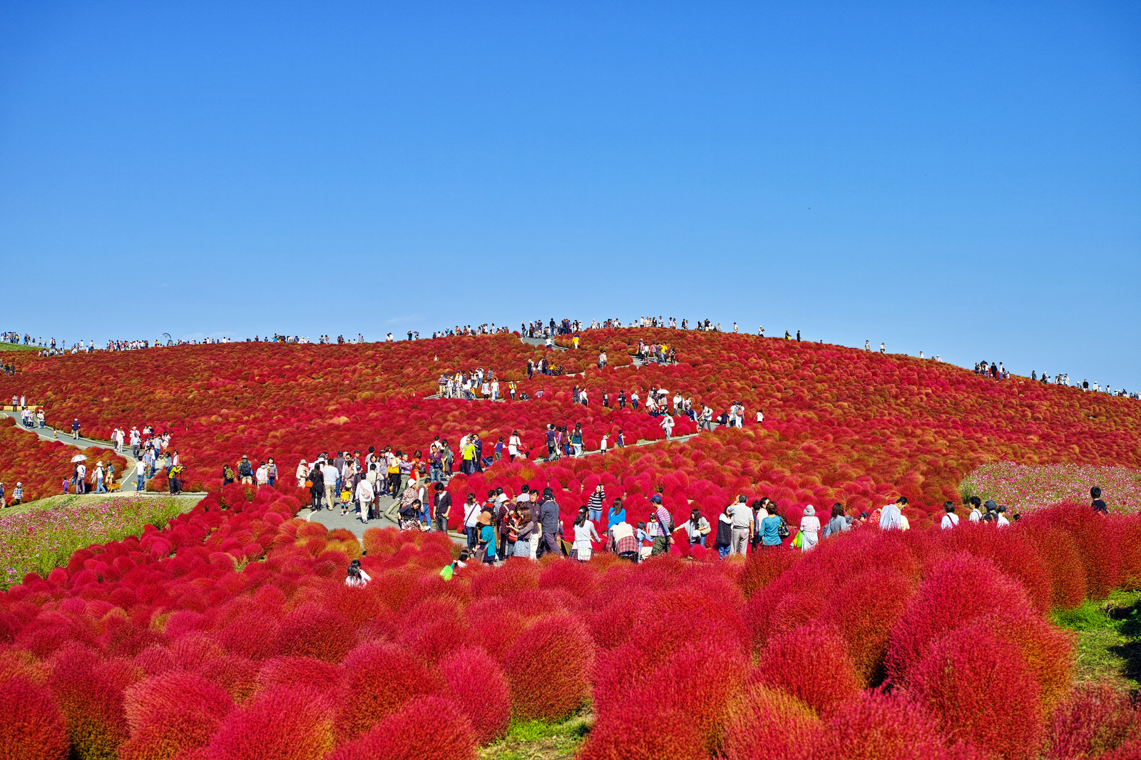 Парк Хитачи-Сисайд (Hitachi Seaside Park). Фото 4 – фотографии Японии
