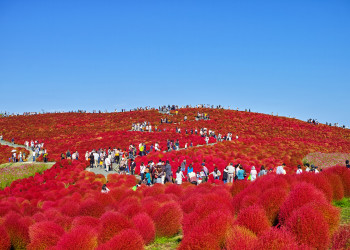 Парк Хитачи-Сисайд (Hitachi Seaside Park). Фото 4 – фотографии Японии