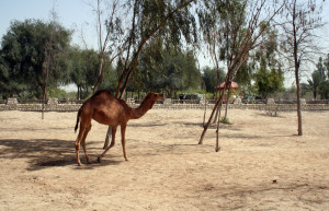 Аль-Арин (Al Areen) – парк дикой природы в Бахрейне. Фото 10 – фотографии Бахрейна