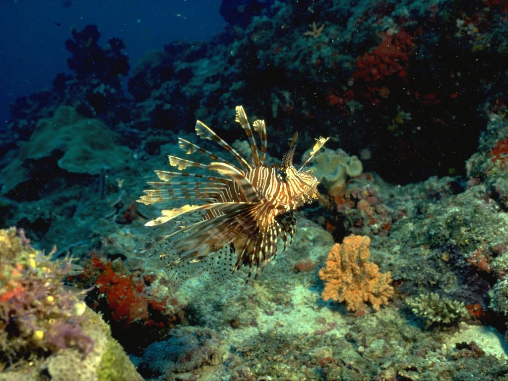 Подводный мир на Мальдивах. Фото 6 – фотографии Мальдивских островов