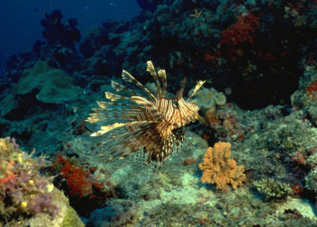 Подводный мир на Мальдивах. Фото 6 – фотографии Мальдивских островов