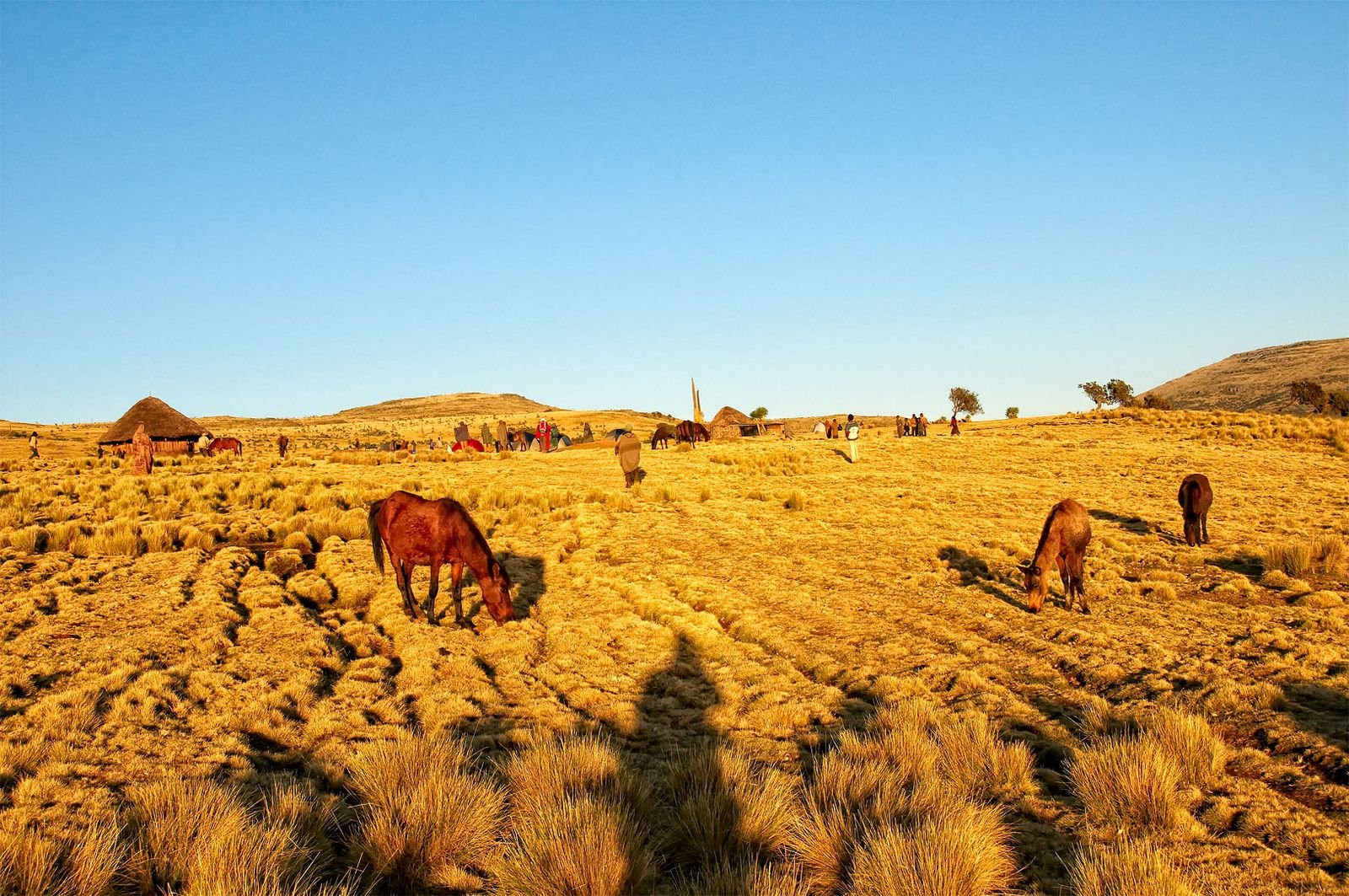 Лошади – фотографии Эфиопии