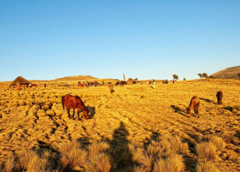 Лошади – фотографии Эфиопии