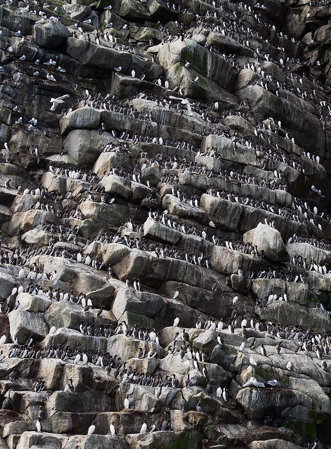 Командорские жители – фотографии России