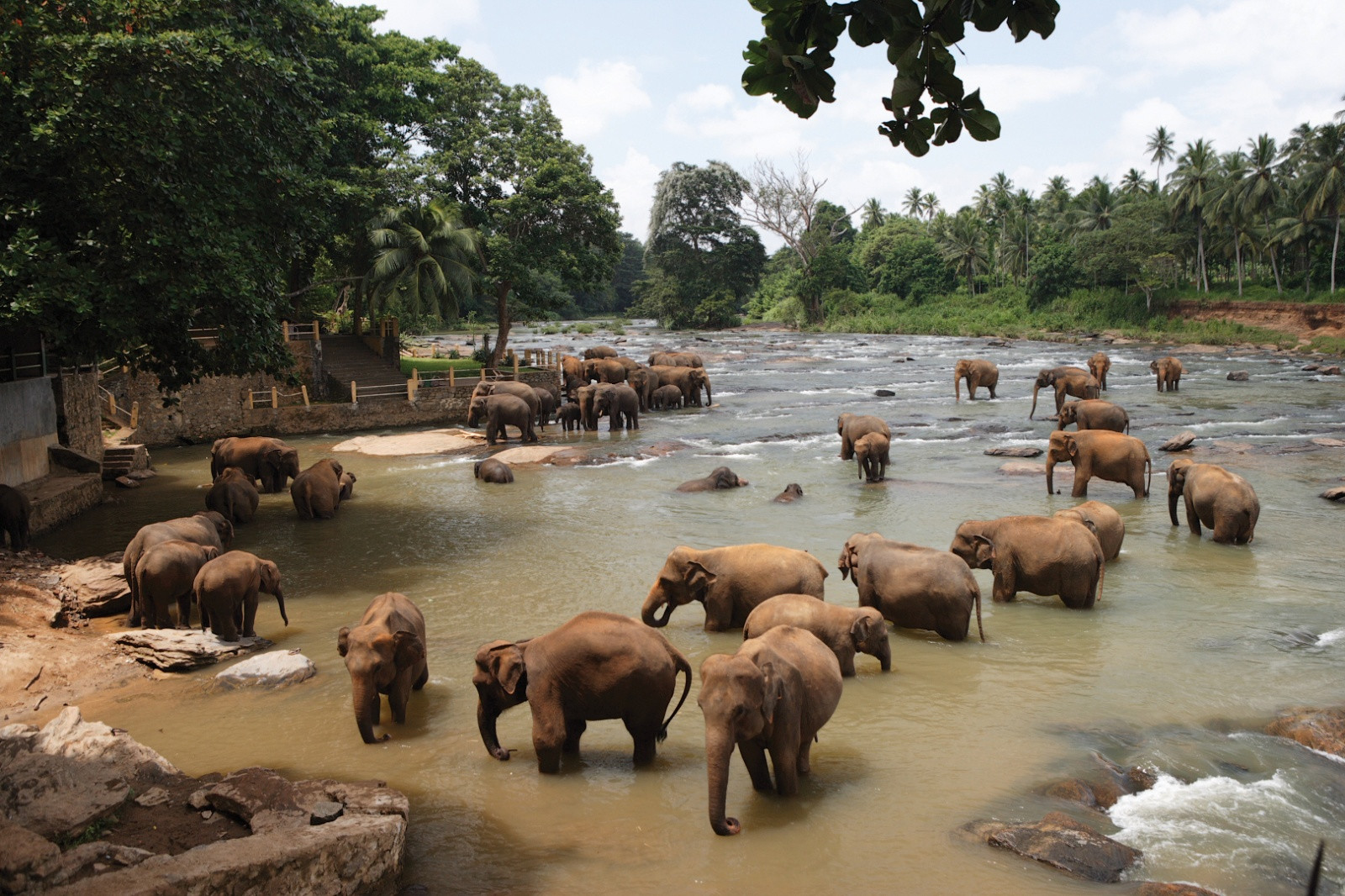 Слоновий питомник Пиннавела на Шри-Ланке. Фото 2 – фотографии Шри-Ланки