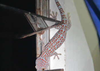 Камбоджа, фото № 5305 – фотографии Камбоджи