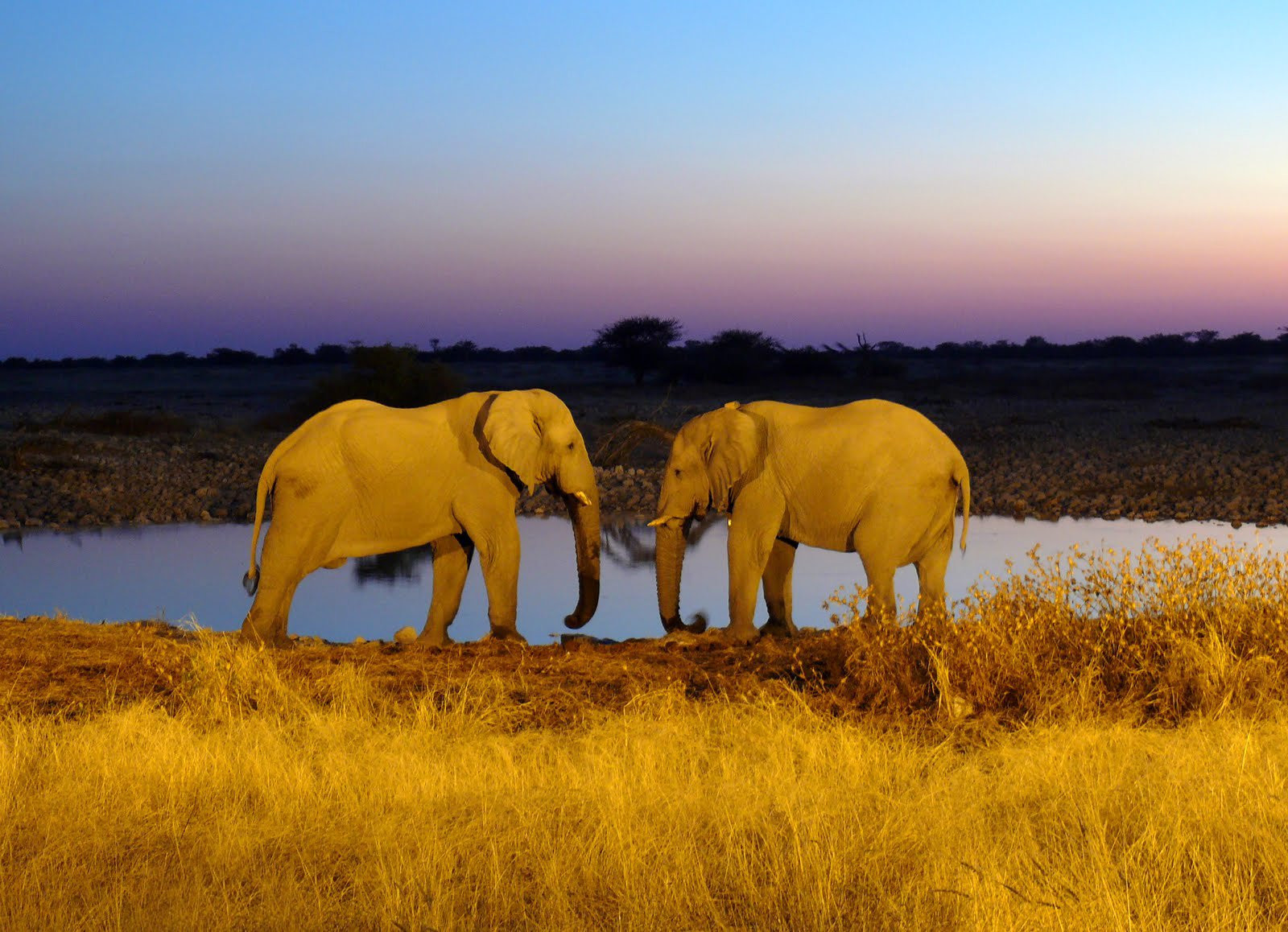 Оазис и Слоны – фотографии Намибии