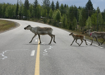 Рука, Финляндия, фото № 74988 – фотографии Финляндии