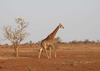 Прогуливающийся жираф в национальном парке Крюгер, ЮАР – фотографии ЮАР