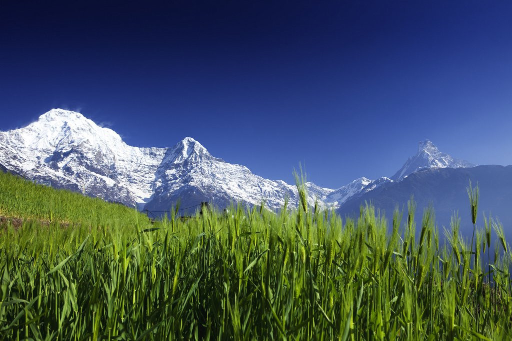 Аннапурна заповедник, Непал, фото № 78892 – фотографии Непала