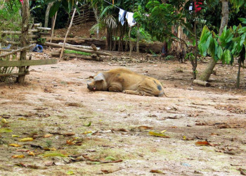 Амазонас штат, Бразилия, фото № 58760 – фотографии Бразилии