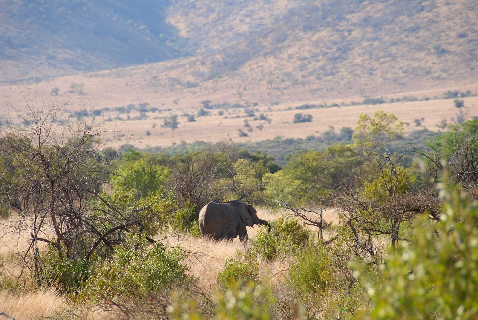 Pilanesberg_elephant – фотографии ЮАР