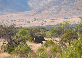 Pilanesberg_elephant – фотографии ЮАР