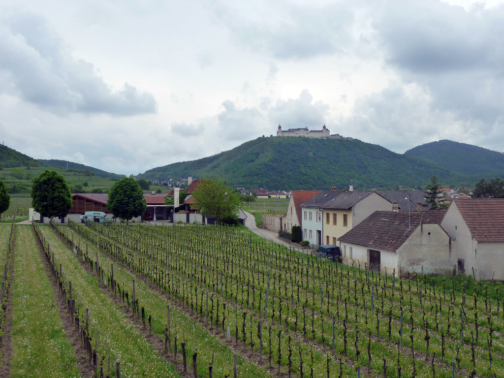 Виноградники Кремса-на-Дунае – фотографии Австрии