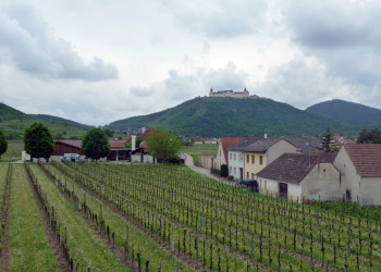 Виноградники Кремса-на-Дунае – фотографии Австрии