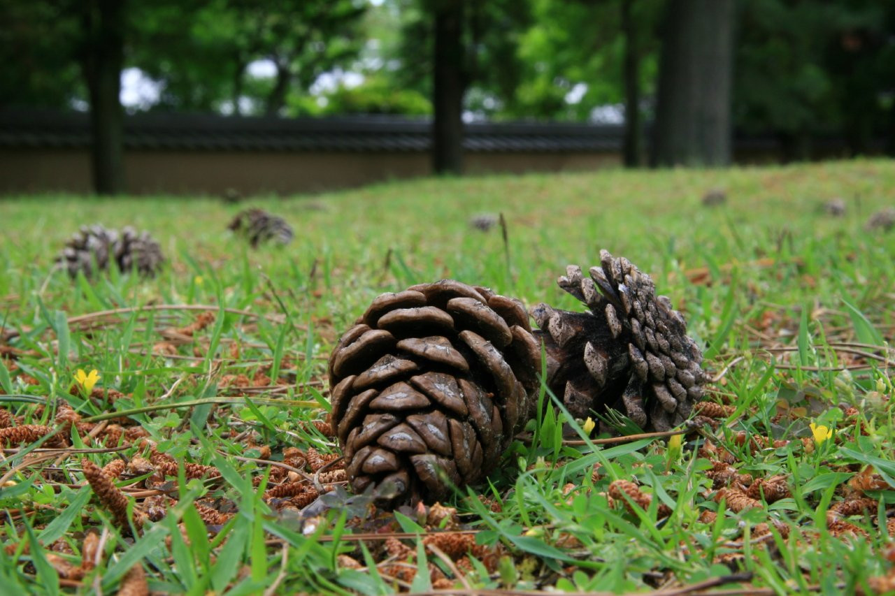 Nara – фотографии Японии