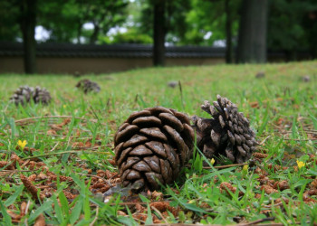 Nara – фотографии Японии