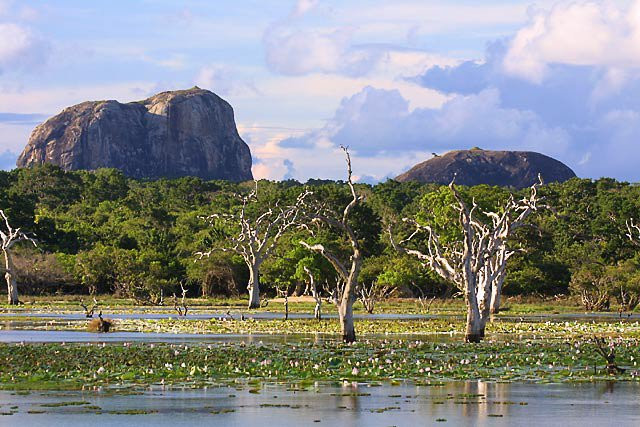 Яла Национальный Парк, Шри-Ланка, фото № 52597 – фотографии Шри-Ланки