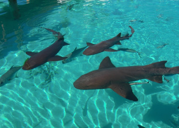 Подводный мир , Багамские острова. Фото 3 – фотографии Багамских островов