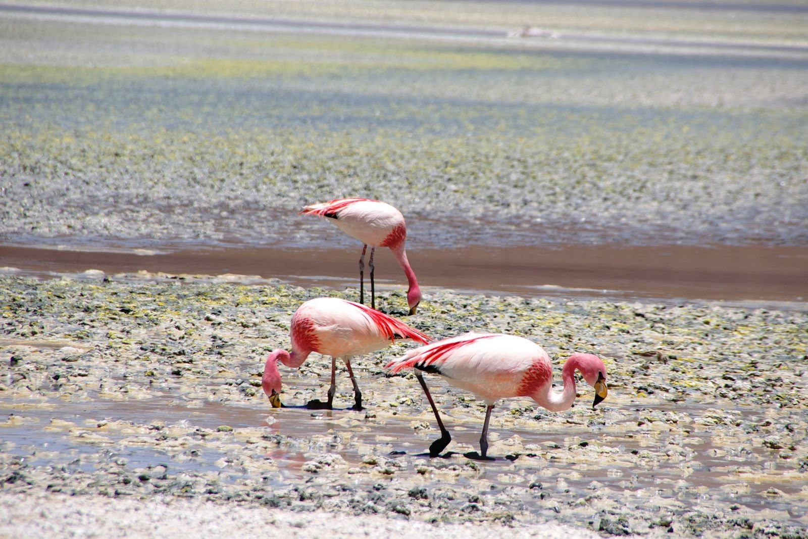 Bolivia – фотографии Боливии