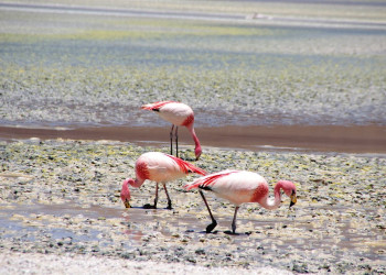 Bolivia – фотографии Боливии
