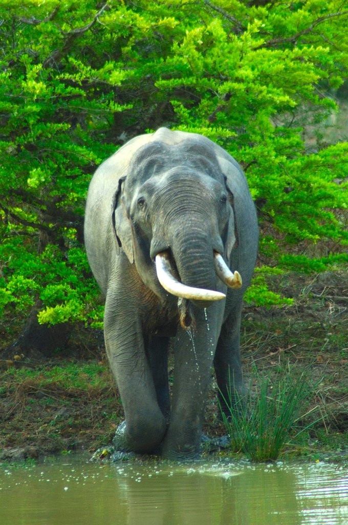 Яла Национальный Парк, Шри-Ланка, фото № 52676 – фотографии Шри-Ланки