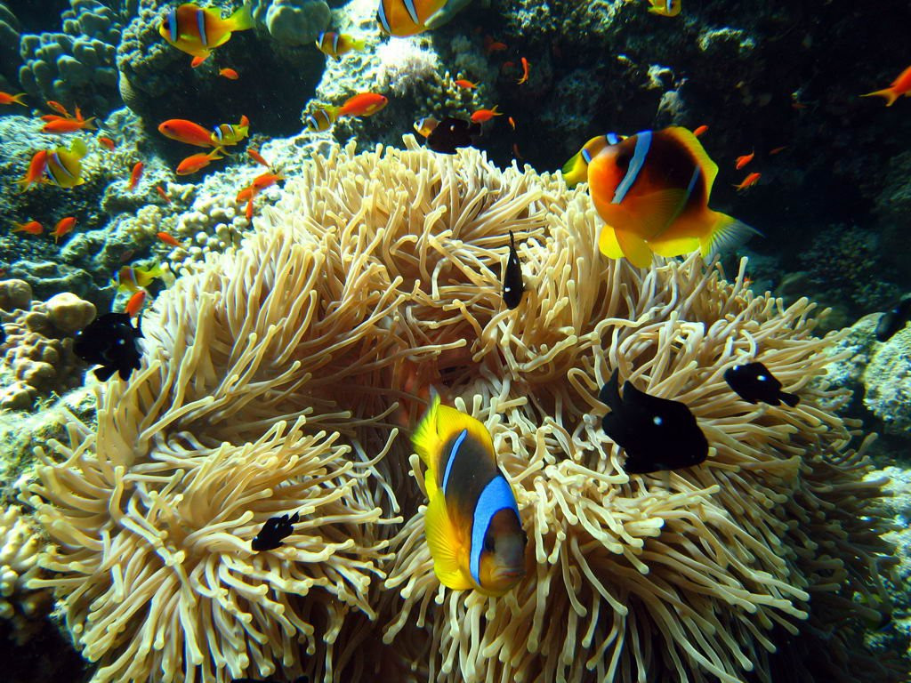 Сафага, Египет, фото № 35376 – фотографии Египта