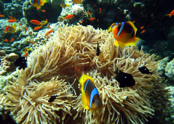 Сафага, Египет, фото № 35376 – фотографии Египта