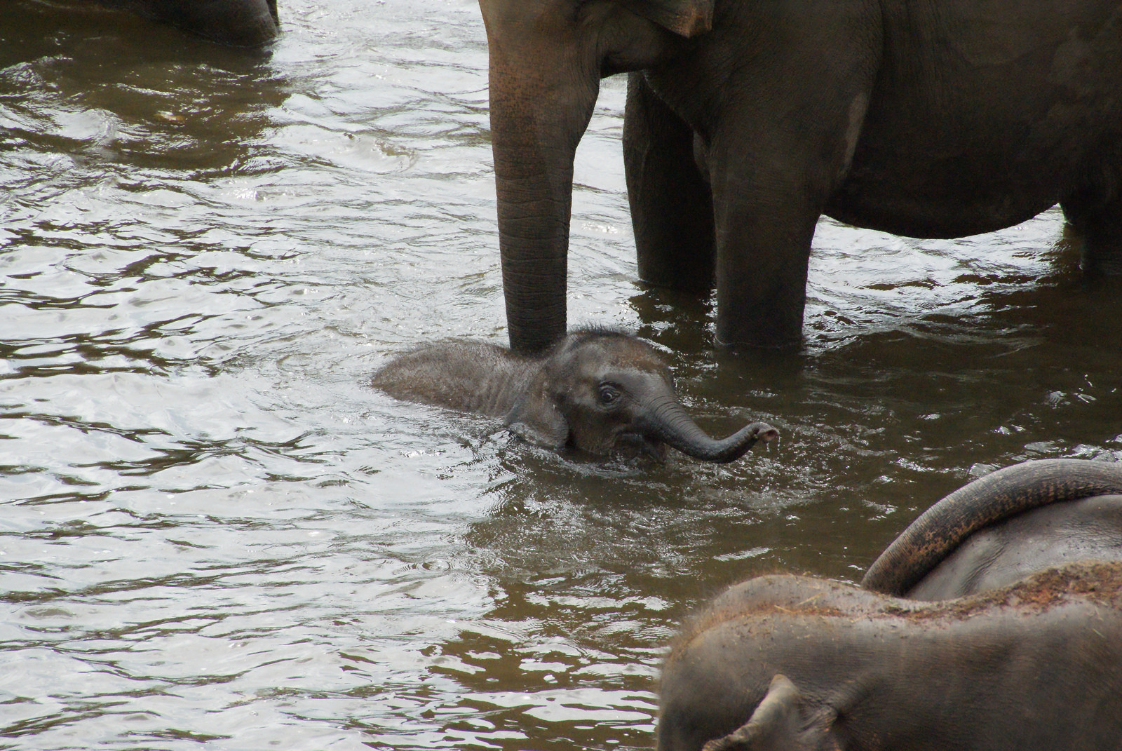 Слоновий питомник Пиннавела на острове Шри-Ланка. Фото 4 – фотографии Шри-Ланки