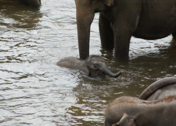 Слоновий питомник Пиннавела на острове Шри-Ланка. Фото 4 – фотографии Шри-Ланки