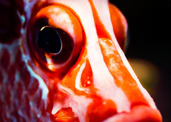 Марса-Алам, Египет, фото № 35322 – фотографии Египта