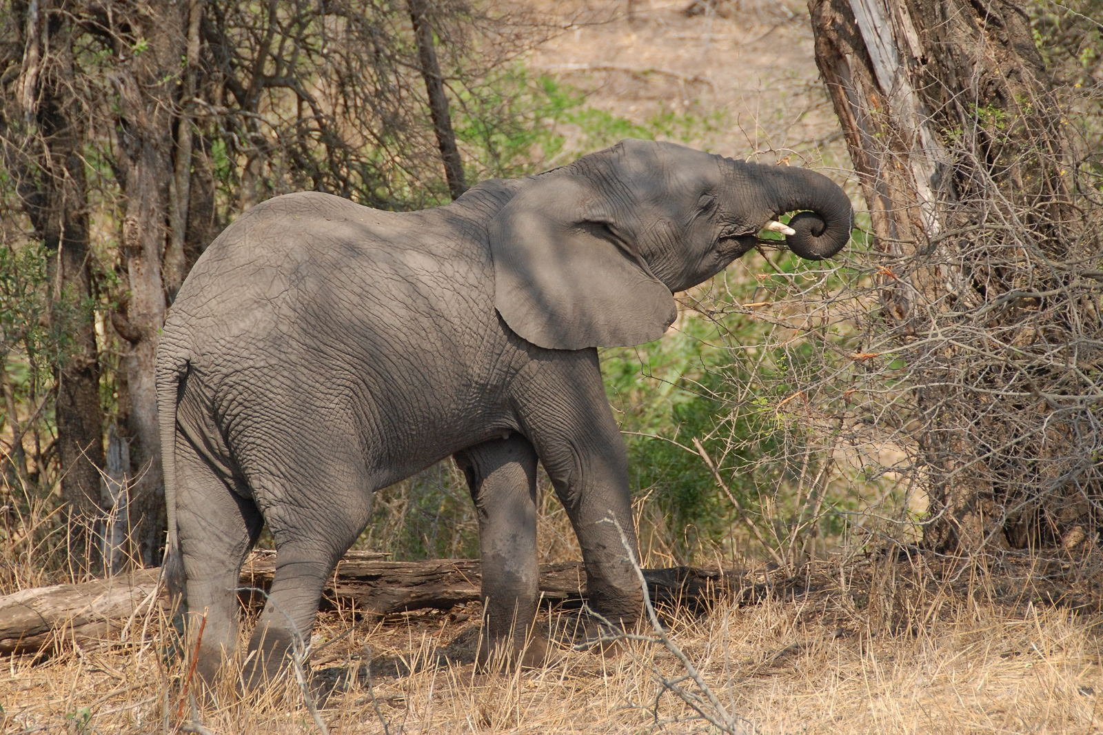Kruger_elephant – фотографии ЮАР