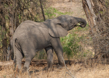 Kruger_elephant – фотографии ЮАР