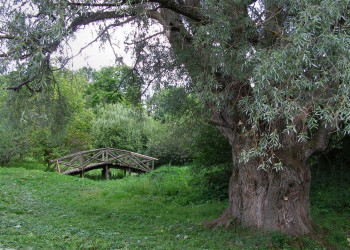 Природа в Большое Болдино, Россия – фотографии России