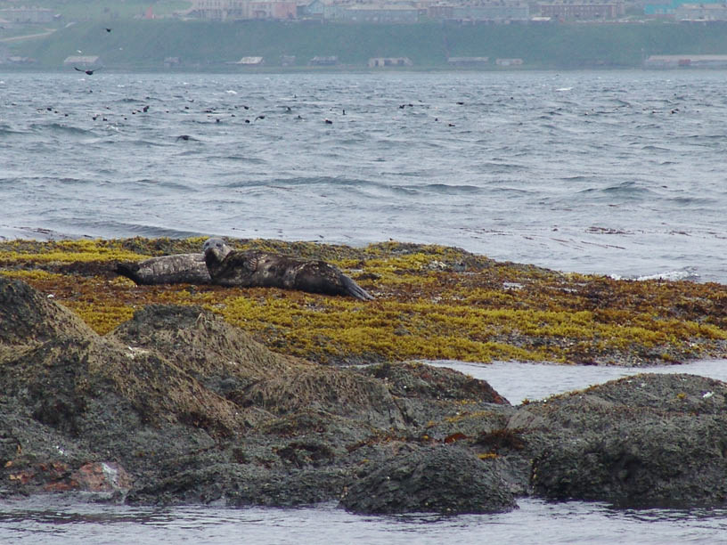 Командорские острова, Россия. Фото 23 – фотографии России