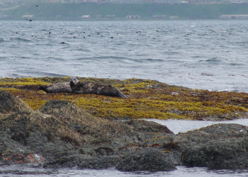 Командорские острова, Россия. Фото 23 – фотографии России