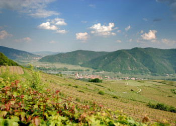 Виноградники в городке Вайсенкирхен-ин-дер-Вахау – фотографии Австрии
